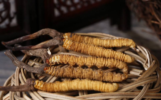 新鮮冬蟲夏草的價(jià)格一根
