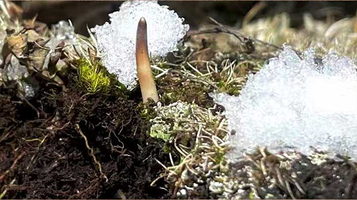 冬蟲夏草的起源：一場持續(xù)千年的生命奇跡探索