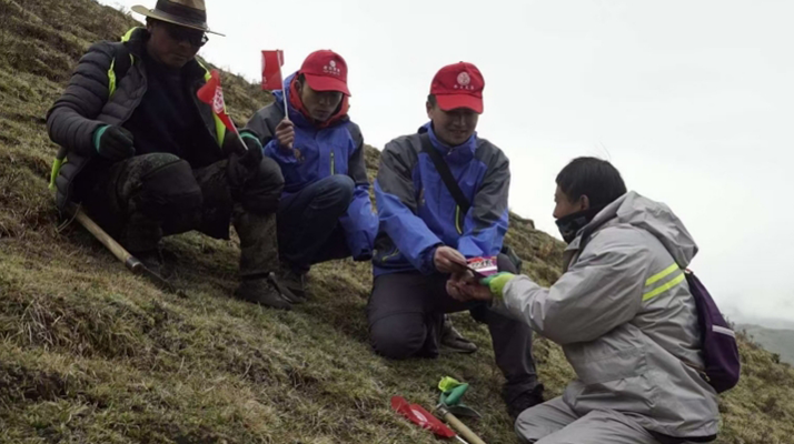 冬蟲夏草：把握最佳采摘季，守護(hù)自然饋贈(zèng)