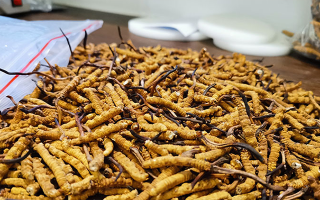 冬蟲夏草：泡水喝還是煮一下？兩種食用方式的全面對比