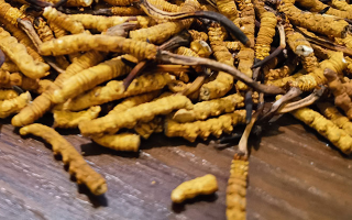 冬蟲夏草的藥用價(jià)值：可輔助調(diào)理哪些病癥