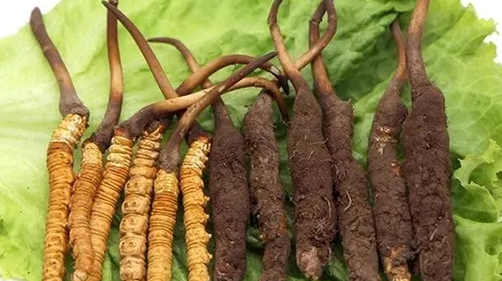 正宗野生冬蟲夏草什么價(jià)