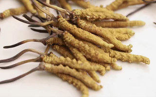 長(zhǎng)期吃冬蟲(chóng)夏草會(huì)怎么樣？從益處到注意事項(xiàng)詳解