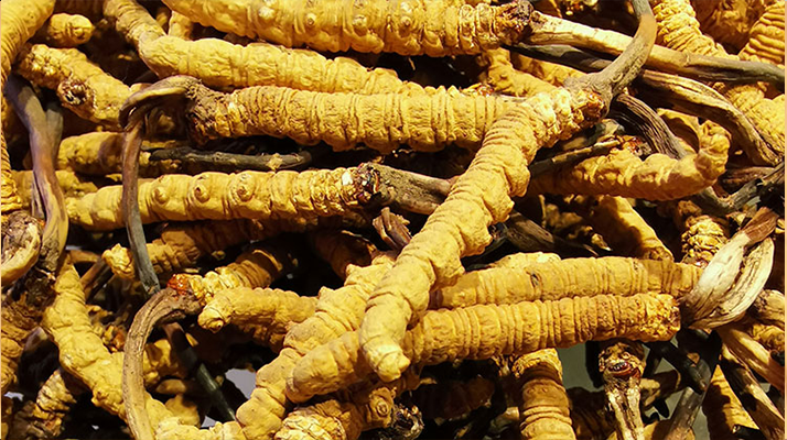 紫河車(chē)與冬蟲(chóng)夏草的區(qū)別：來(lái)源、功效及適用場(chǎng)景解析