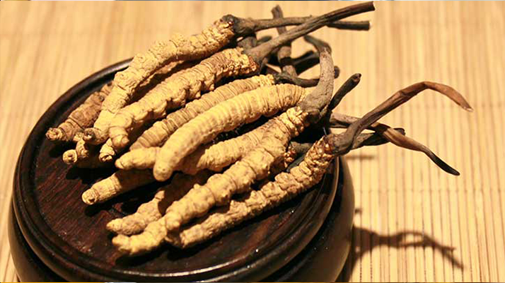 剛挖采的冬蟲夏草怎么辦？科學(xué)處理與儲(chǔ)存指南