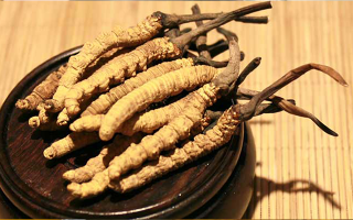 剛挖采的冬蟲夏草怎么辦？科學(xué)處理與儲存指南
