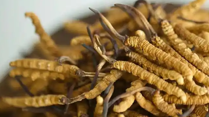 解密 “大個頭” 冬蟲夏草：何為優(yōu)質(zhì)大蟲草，價值何在？