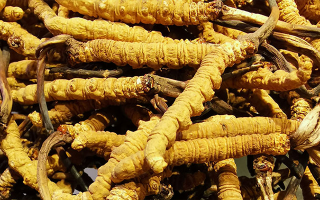 石斛與冬蟲夏草哪個(gè)好？從功效到適用場景的全面對比