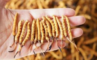 為啥說頭期冬蟲夏草品質(zhì)最好？掰開揉碎給你講
