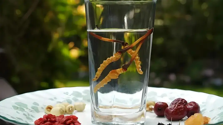 人參配蟲草泡酒，泡多久才好喝 